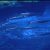 Animales Marinos &raquo; Peces de alta mar